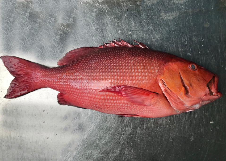 Mangrove red snapper